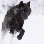 Fiona - @_fiona_wolf - Instagram
