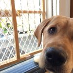 Fiona Wolf - @finnulawolf - Instagram