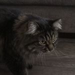 Fiona Wolfe - @fionathecat202004 - Instagram