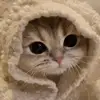 scoop_fifi - @fionawolferd0 - TikTok