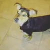 fiore_perritos - @fiorellapolillela20 - TikTok
