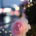 Firas Faraj - @firasfaraj1 - Instagram