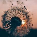 Farhat Firas - @farhat.firas.3 - Instagram