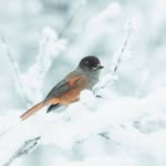 firdous mirza - @fird.ous465 - Instagram