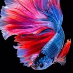 Aquarium Fish Care | Hindi - @fish_guy_120 - Instagram