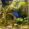 chill_fish_guy - @chill_fish_guy - TikTok