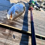Chum - @fish_guy_dude - Instagram