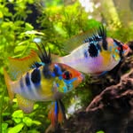 Dominic - @fishguy_ny - Instagram