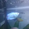fish guy - @fishguy215 - TikTok