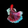 FishGuy18 - @fish.guy18 - TikTok
