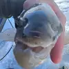 fishguy - @fishguy991 - TikTok