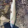 fishguy - @fishguy2556 - TikTok