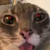 littlelittle ray - @fishguyguy - TikTok