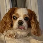 Fitzgerald Anderson Luttner - @mrfitzthespaniel - Instagram