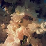 Fizza Raza - @fizzaraza26 - Instagram