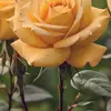 Fizza Saeed - @fizza.saeed2 - TikTok