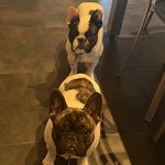 @flash.gordon.thefrenchies - Instagram