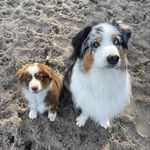 𝔽𝕝𝕒𝕤𝕙 & 𝔾𝕠𝕣𝕕𝕠𝕟 - @flash.gordon.the.aussies - Instagram