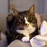 Flash Gordon Stroud 🐱 - @flash_gordon_stroud - Instagram