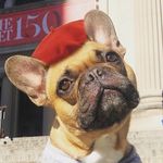 FLASH⚡️GORDON - @flash.the.frenchbulldog - Instagram