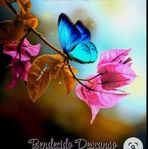 Flavia Toscano - Facebook