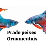 Flavio Prado - @flavio.peixes_ornamentais - Instagram
