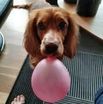 Flemming Bertelsen - Facebook