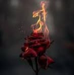Fleming Rose - Facebook