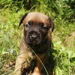 Fletcher Adams - @tatertotthebot - Instagram