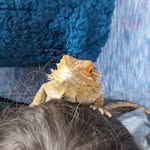 @fletcher.the.beardie - Instagram