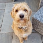 Fletcher - @fletcherbeard2022 - Instagram