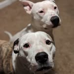 Bentley and Fletcher - @bentleyandfletcher - Instagram