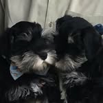Owned By @nwa_nick - @bentley_and_fletcher - Instagram