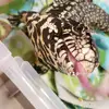 Fletcher Reptile & Bird Rescue - @f_r_and_b_rescue_sa - TikTok