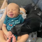 Baby Boone and Fletcher the gsp - @booneandfletcher - Instagram