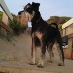 FLETCHY.... and HARVEY - @fletcherboyle - Instagram