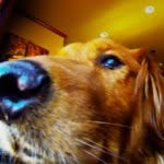Fletcher Carter - @the.fur.ball - Instagram