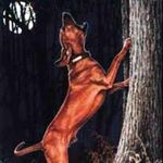 FLETCHER CLARK - @coonhunter44 - Instagram