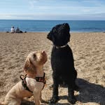 Fletcher & Cooper🐕 - @fletcherandcooper - Instagram