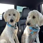 Fletcher Maverick and Cooper Goose Moon - @fletchandcoop - Instagram