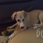 Noah - @fletcher_daly17 - Instagram