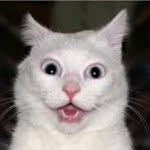 Fletcher Dunn - @101lol_cats - Instagram