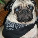 Fletcher Pugsy Dunn - @fletcherpugsy - Instagram