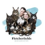 Fletcherfield's Maine Coons Uk - @fletcherfieldsmainecoons - Instagram