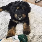 Fletcher 🐾 Fleming - @fletcherlikesfetch - Instagram