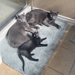 Flint, Fiddle, Fig, & Fletcher Ford - @thefordkitties - Instagram