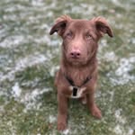 Fletcher Fosters Dogs - @fletcherfosterdogs - Instagram