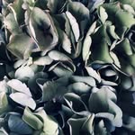 Anna Fletcher-Gillespie - @livingtreasuresnz - Instagram