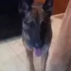 fletch - @fletcherthedoglover - TikTok