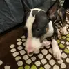 Fletcher Gray - @fletcher.gray4 - TikTok